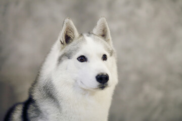Serious look of a gray and white Siberian Husky dog
