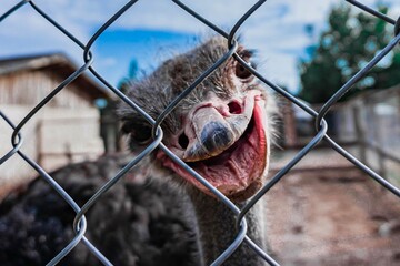 Ostrich smile
