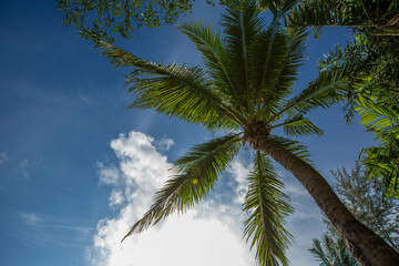 Fototapeta na wymiar hohe Promenade Palme, brauner Stamm mit grünem Laub auf blauem Himmel Hintergrund