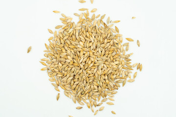Highland barley seeds on a monochrome background