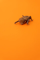 Little bat with brown hair on a deep orange background. with copy space, portrait photography