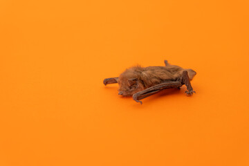 Little bat with brown hair on a deep orange background. with copy space, portrait photography
