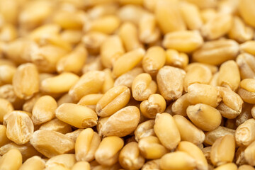 Wheat seeds on a monochrome background