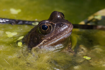 Common Frog in a Garden pond.