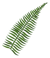 Fern branch. Ancient forest plant. Green tropic symbol