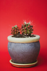 Green cacti with red sharp prickles in pot on red background with space for text. Unusual potted plant at home garden. Summer trendy tropical desert plant macro photo. Space for text. Vertical photo.