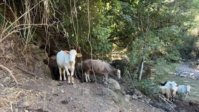 Cascadas de Comala, Chiquilistlan, Jalisco, Mexico