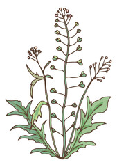 Green herbal plant. Blooming capsella. Wild flower