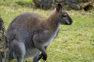 Kangoroo Australia Wildlife enjoying the sunny day