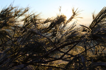 Fototapeta premium front on pines