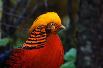 closeup of a colorful Chinese pheasant