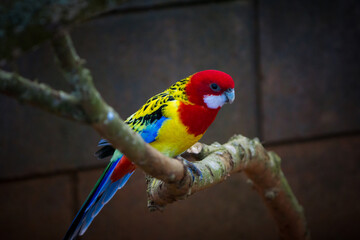 Eastern Rosella perched on a tree branch