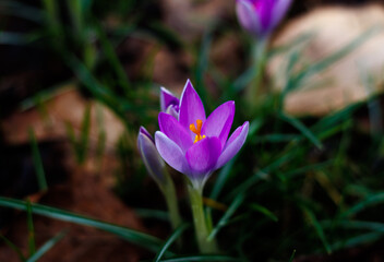 Crocus starting to bloom at the end of winter on a meadow