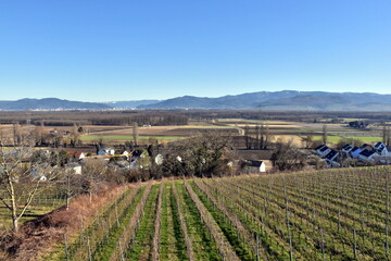 Weinberge in Freiburg-Opfingen an einem sonnigen Wintertag