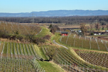 Fototapeta premium Weinberge in Freiburg-Opfingen an einem sonnigen Wintertag