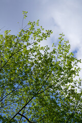 真如堂境内の日本楓の若葉