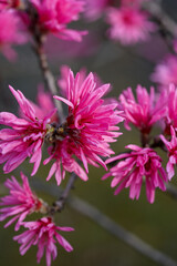 Obraz premium 菊桃の花