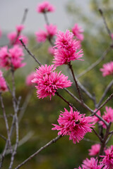 菊桃の花