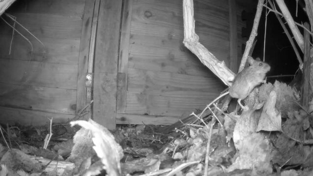 Wood mouse (Apodemus sylvaticus) searching for food on a branch.