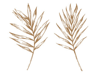 Golden palm leaves. Hand-drawn elements for luxury design. Vector illustration. Summer, tropical, voyage, beach vibe.