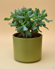 Close Up of Cressula Arborescens Succulent potted plant