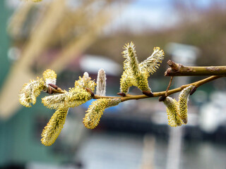 fluffy yellow willow branch close-up