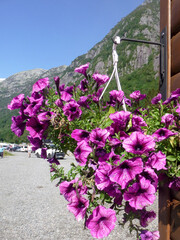 lilac flowers in a flowerpot against the backdrop of mountains