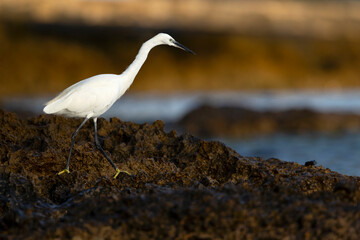 A Little Egret (Egretta garzetta) foraging at the  Mediterranean coast.