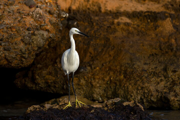 A Little Egret (Egretta garzetta) foraging at the  Mediterranean coast.