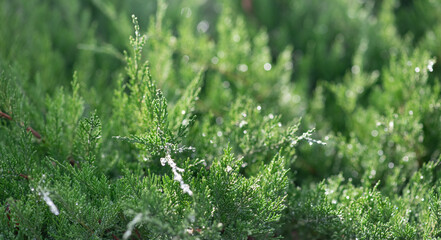 background with coniferous branches with sun glare , selective focus, blur