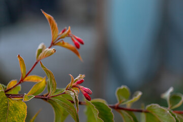 Weigela is a perennial deciduous shrub of the Caprifoliaceae family. Frost covered flower buds and leaves in sunrise light