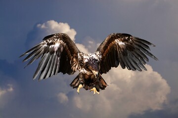One flying falcon in the nature background in the sunset time