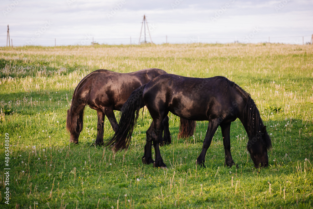 Wall mural two black horses in a field