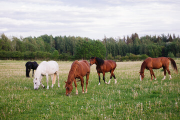 Naklejka na ściany i meble herd of horses in a meadow