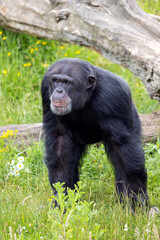 chimpanzee primate, Pan troglodytes standing in grass outdoors