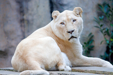 white fur Lioness, Panthera Leo