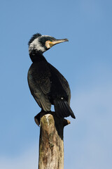 great cormorant, Phalacrocorax carbo, bird on tree trunk against blue sky
