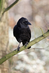 Common raven Bird, large all-black passerine bird on tree branch