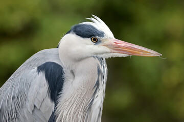 Grey Heron bird (Ardea cinerea) in nature, heron portrait