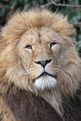 Fototapeta na wymiar portrait of Lion, Panthera Leo predator