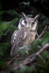 northern white-faced owl, Ptilopsis leucotis, birds on tree in forest