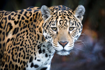 Fototapeta na wymiar Jaguar, Panthera Onca, close up