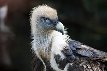 A griffon vulture (Gyps fulvus)