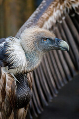 A griffon vulture (Gyps fulvus)