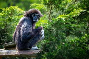 The lar gibbon, Hylobates lar, white-handed gibbon in jungle forest