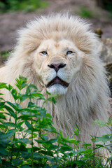 White Lion, Panthera Leo in nature