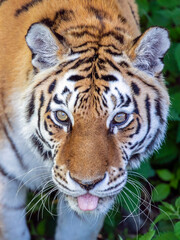 Siberian tiger, Amur tiger, Panthera tigris tigris, close up
