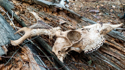 Deer skull with teeth on a white background