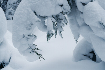 Snow bent tree