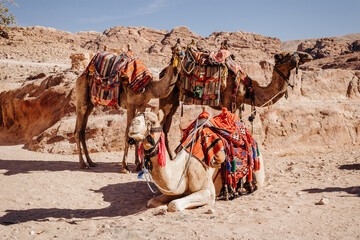 Three camels with bright colorful saddles on their backs. Camels in Petra. Jordan